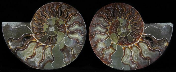 Polished Ammonite Pair - Agatized #54320